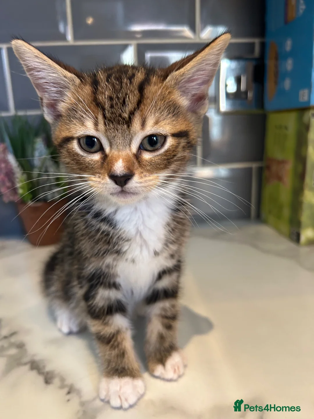 Mixed Breed cats for sale: Gorgeous Kittens ready for there forever home  - Advert 18