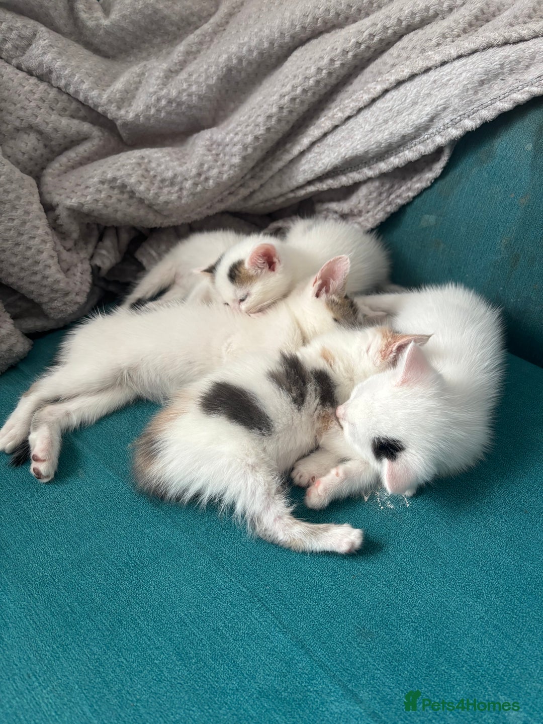 Mixed Breed cats for sale: 5 Adorable Fluffy White Playful Kittens  - Image 30