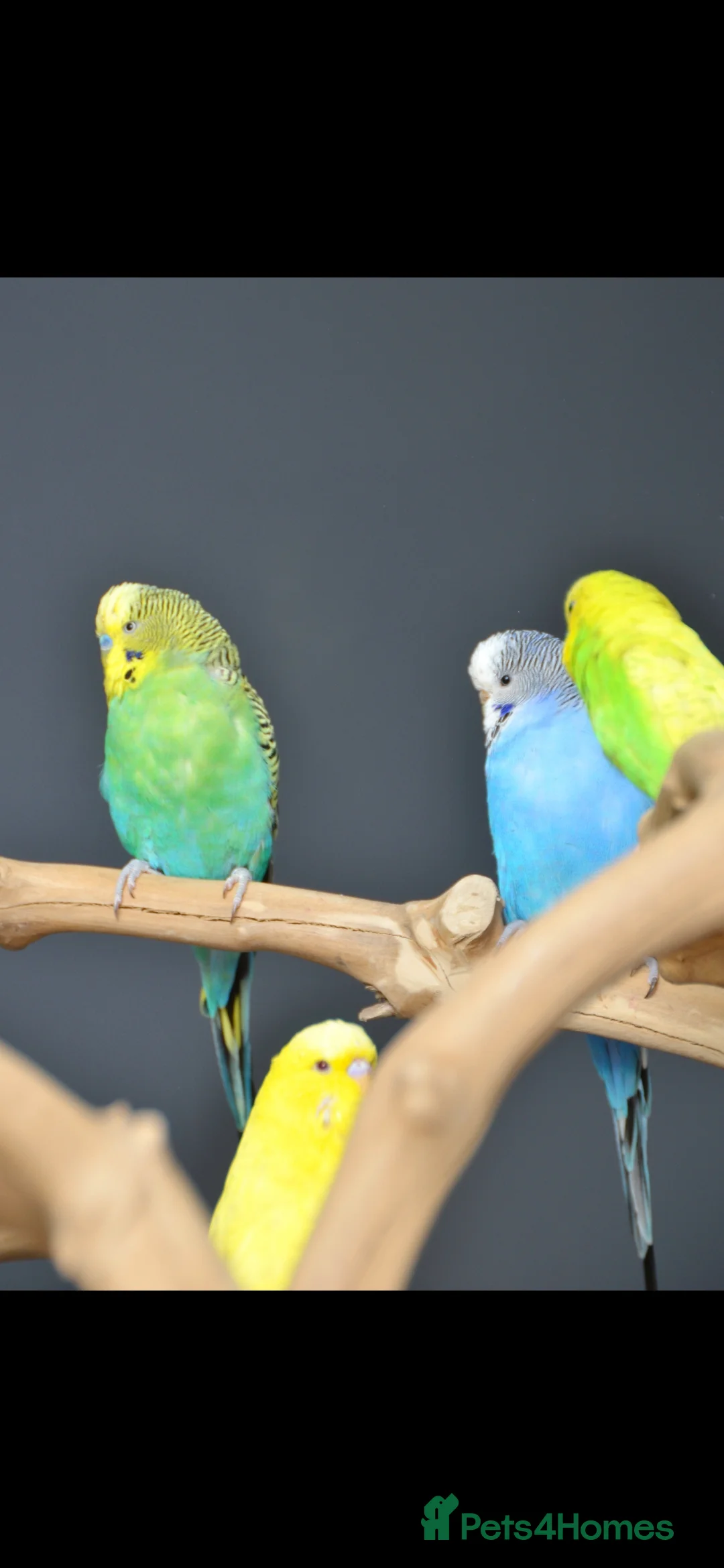 Budgerigars birds for sale: Baby Budgies, Male/Female £20/25Cockatiels £80 - Advert 1