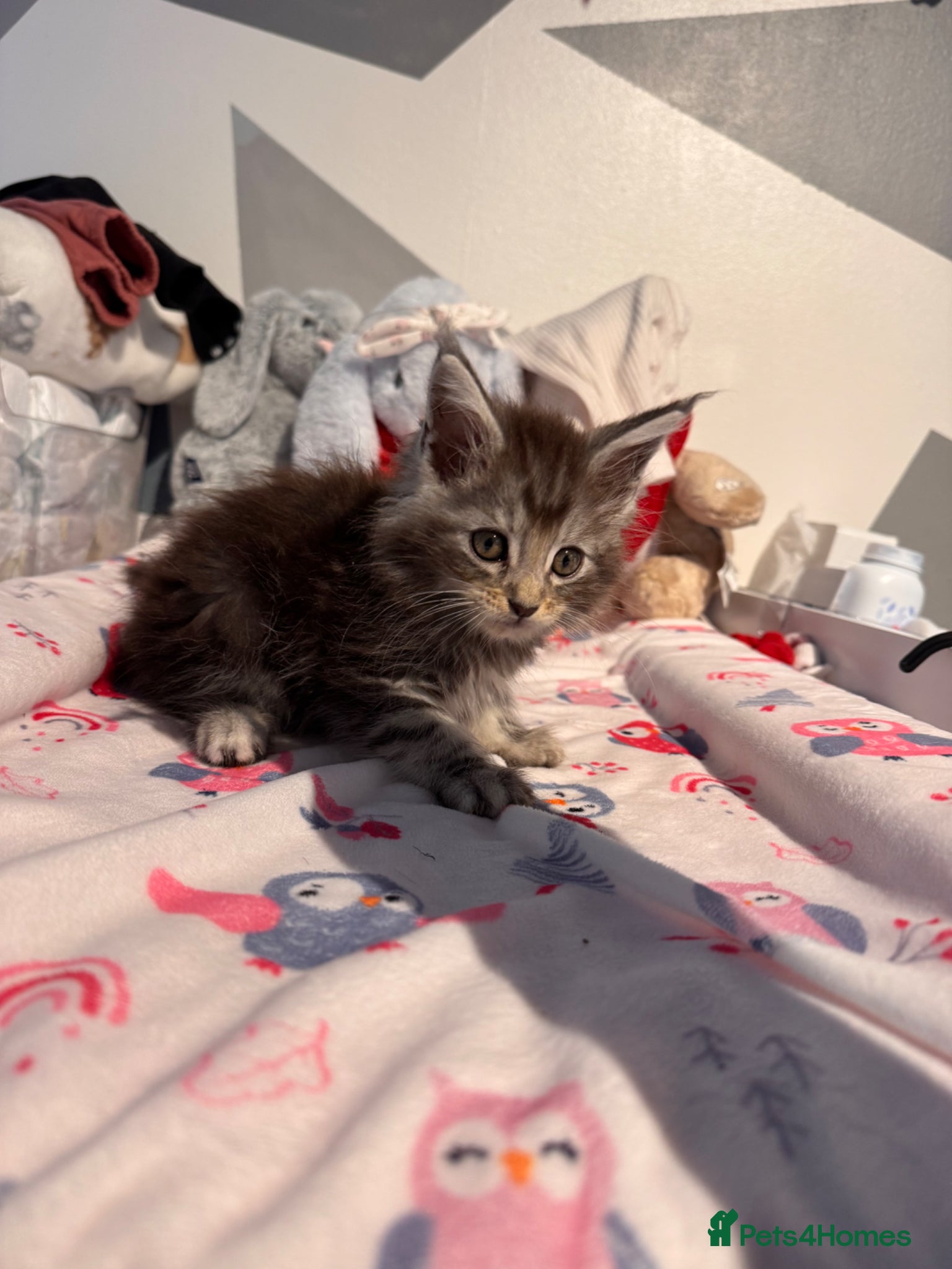 Maine Coon cats for sale: 4 full Maine Coon for sale  - Advert 12