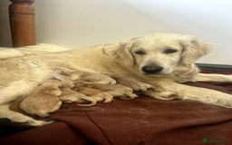Miniature Poodle dogs for stud: Dark Red Miniature Poodle Stud Package Available in Southampton - Image 25