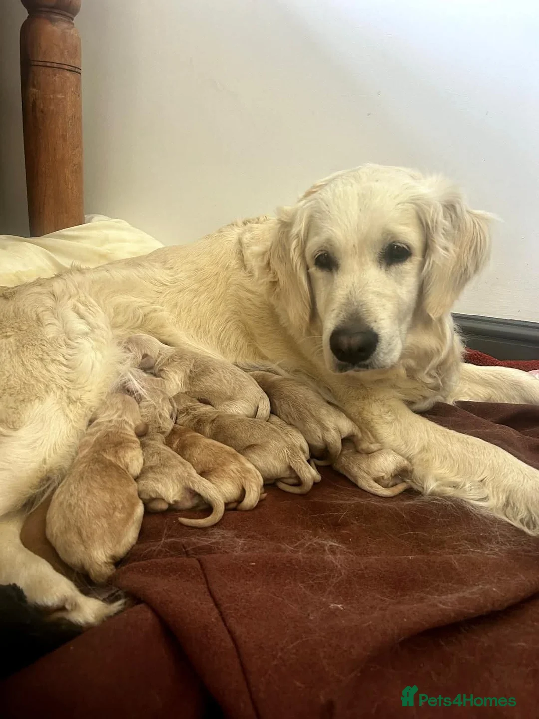 Miniature Poodle dogs for stud: Dark Red Miniature Poodle Stud Package Available in Southampton - Advert 25