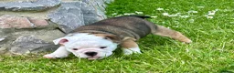 English Bulldog dogs for sale: Stunning red/white kc reg English bulldog puppies  - Advert 6