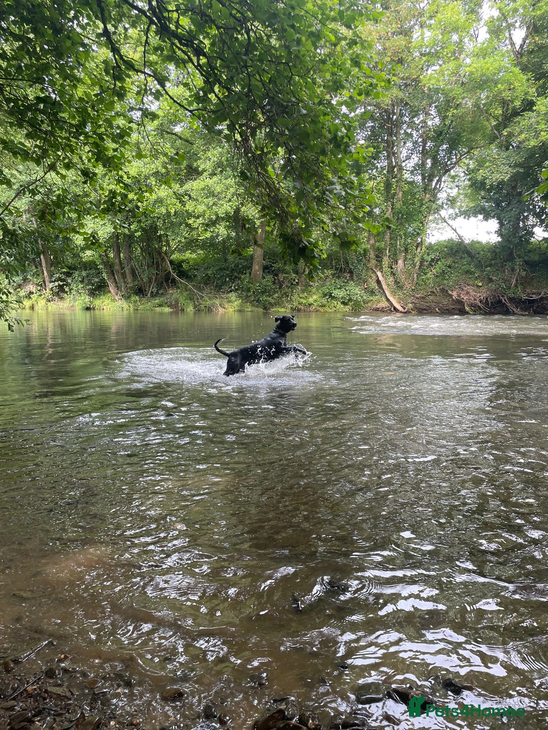 Mixed Breed dogs for sale: Labrador cross with Siberian husky  - Advert 8