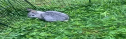 Netherland Dwarf rabbits for sale: URGENT 1 LEFT - Advert 32