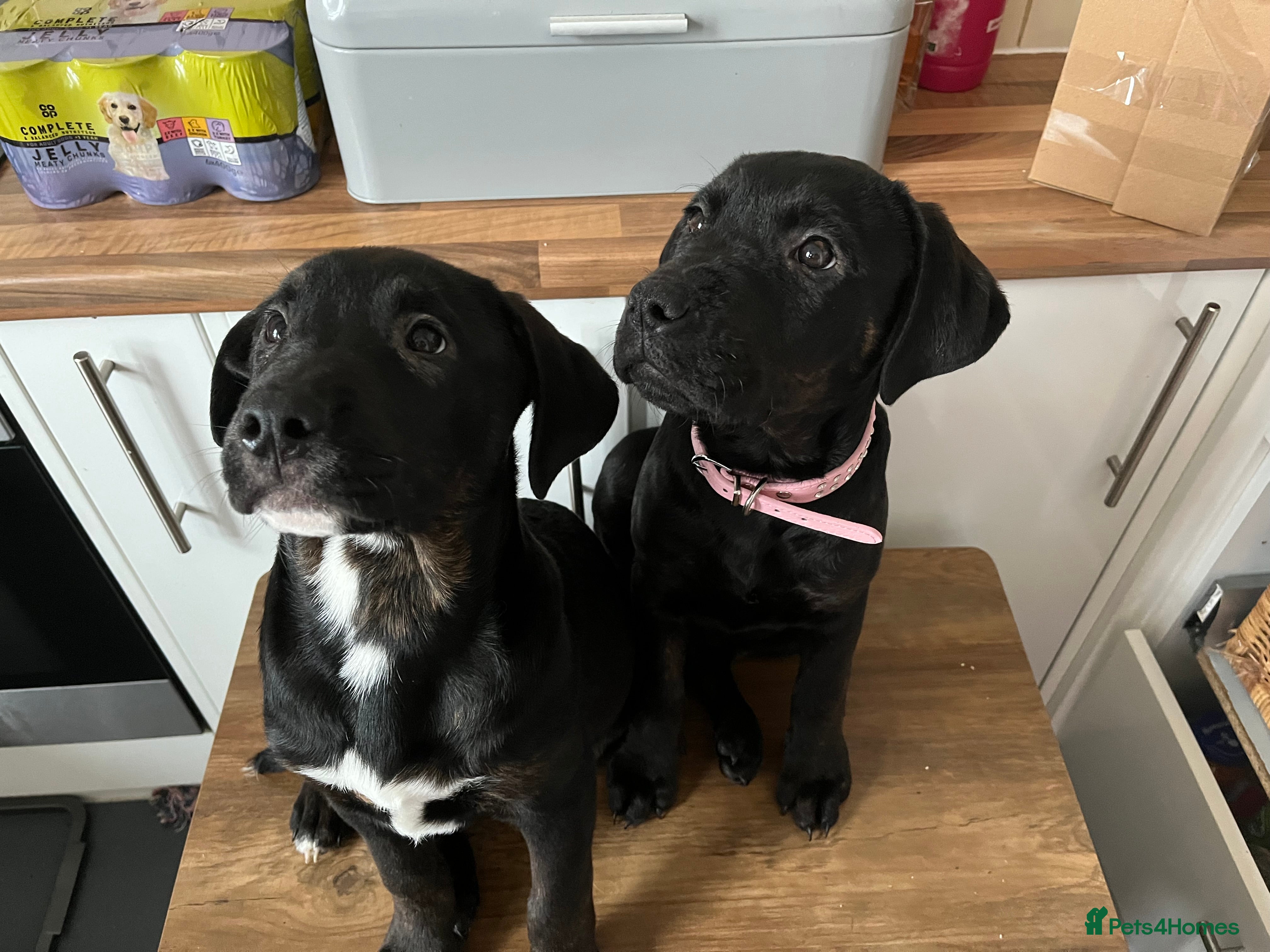 Mixed Breed dogs Bullmastiff cross puppies  - Advert 1