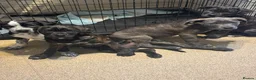 Mixed Breed dogs for sale: Bullmastiff X Cane Corso puppies - Advert 6