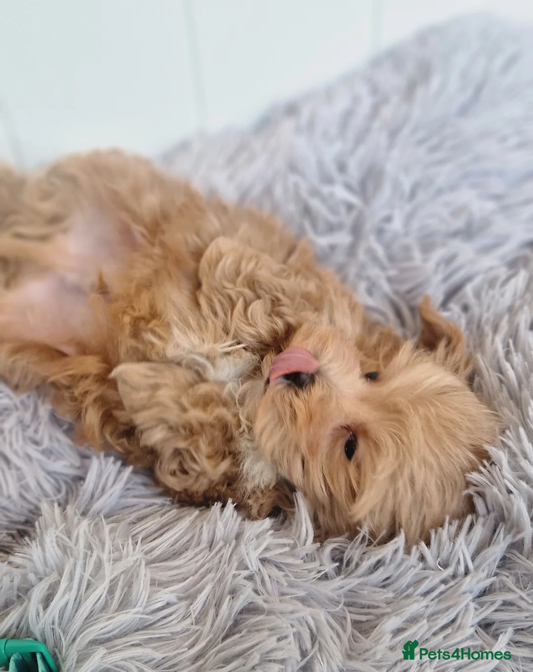 Maltipoo dogs for sale:  Beautiful health clear Maltipoo's - Advert 12