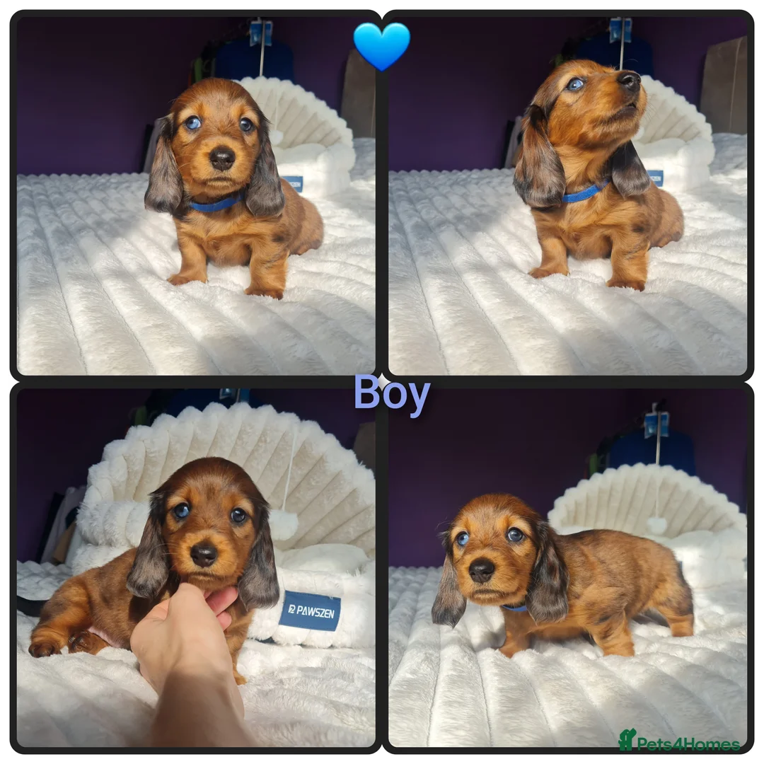 Miniature Dachshund dogs for sale: 4 dapple 2 shaded red Lh puppies,Pra clear - Advert 1