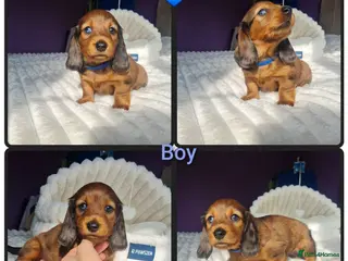 Miniature Dachshund dogs 4 dapple 2 shaded red Lh puppies,Pra clear - Advert 4