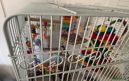 Budgerigars birds for sale: 2x budgies with complete set up cage purple blue - Image 6