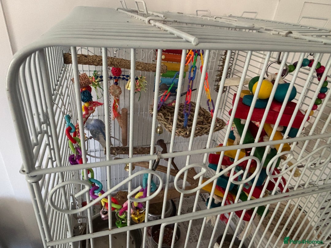 Budgerigars birds for sale: 2x budgies with complete set up cage purple blue - Image 6