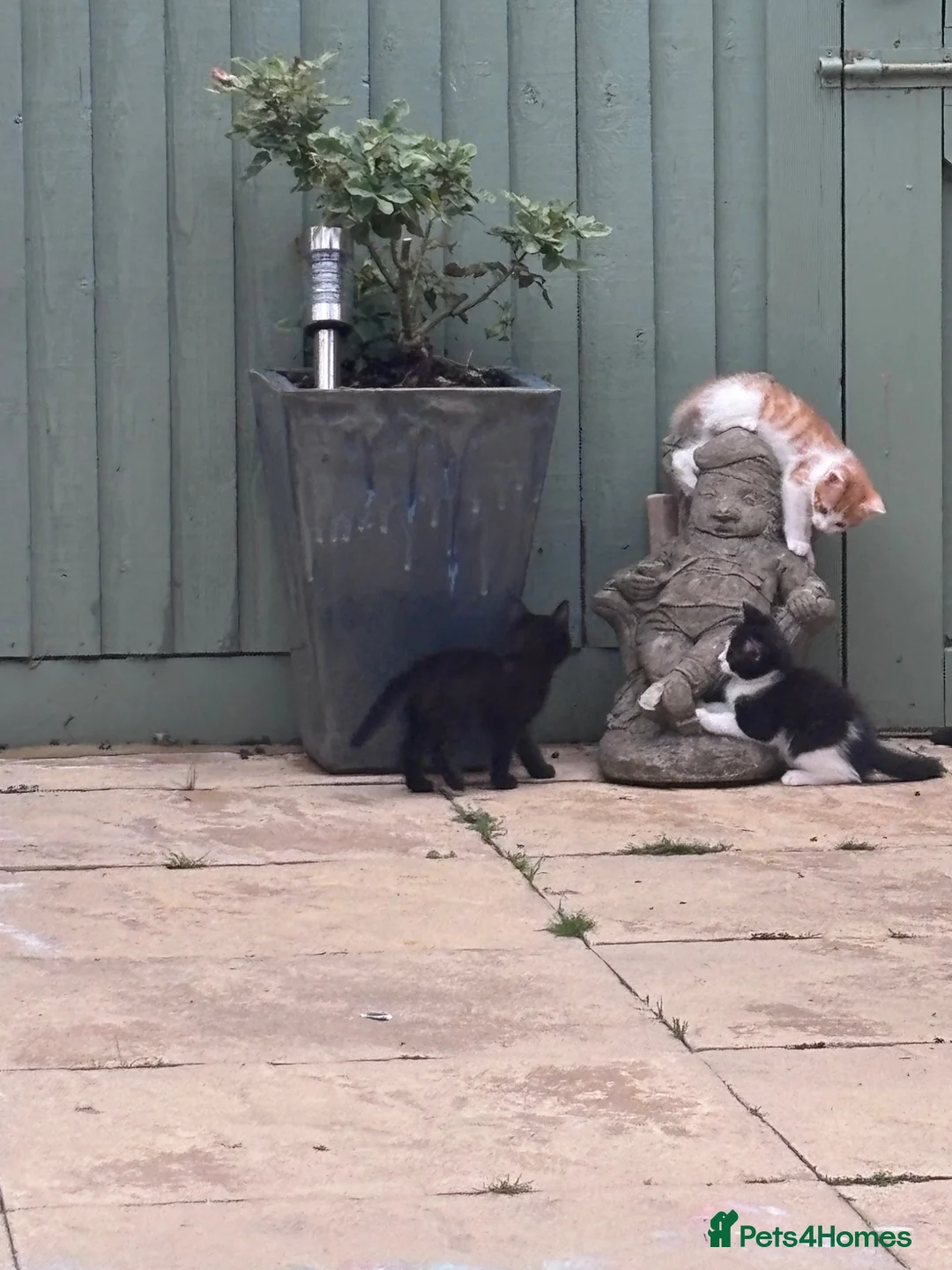 Mixed Breed cats for sale: Baby girl kittens - Advert 2