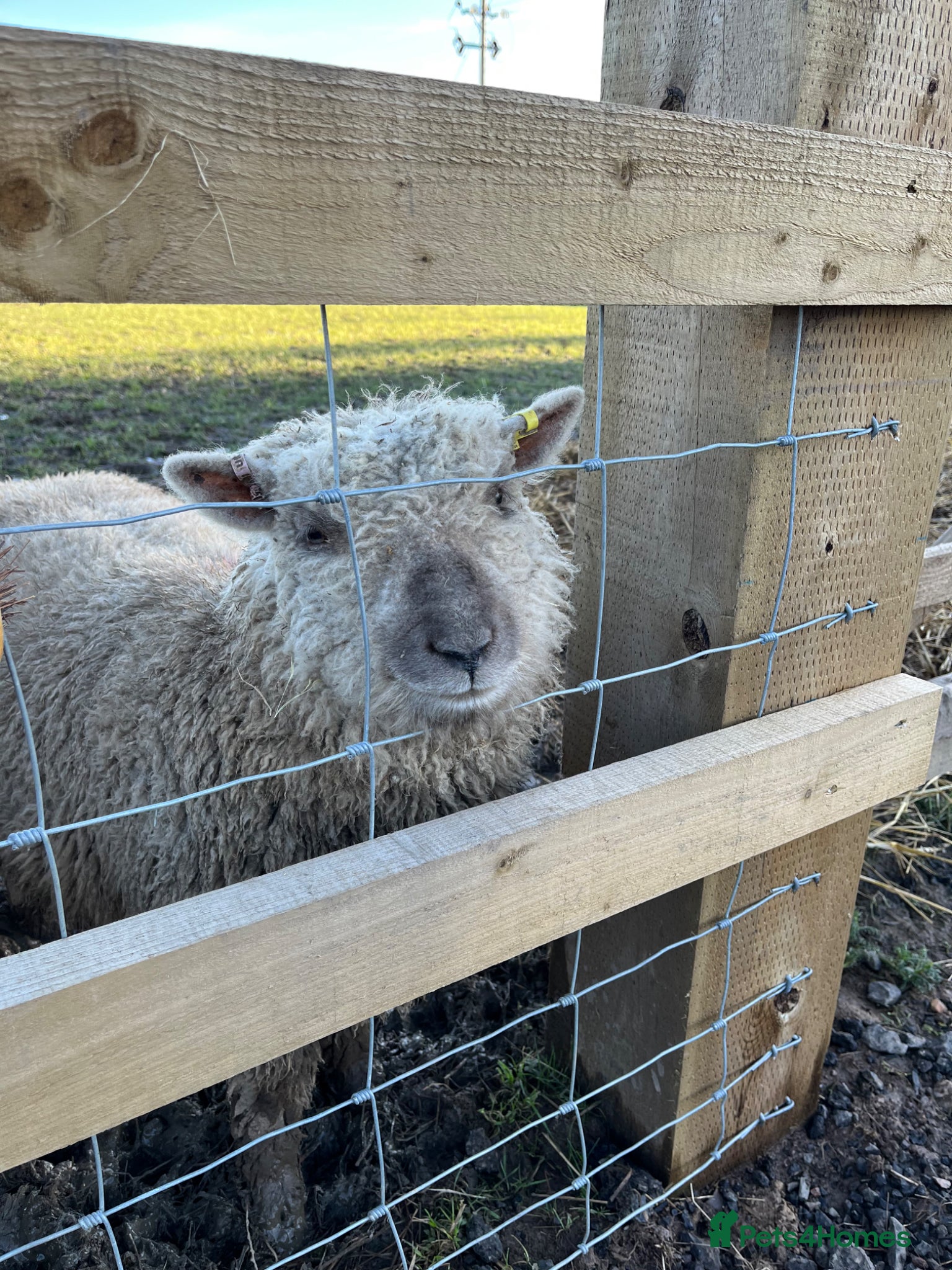 Sheep livestock Southdown Sheep - Advert 2