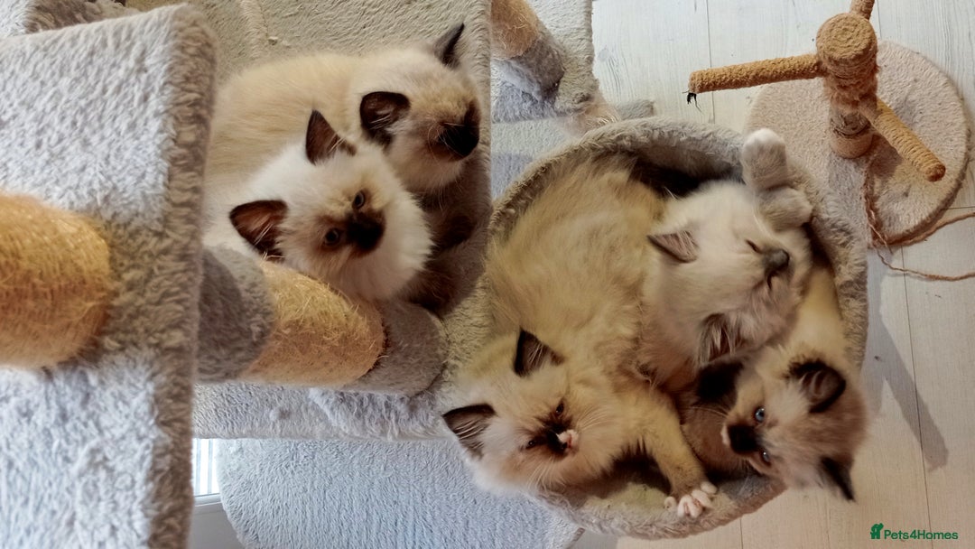 Ragdoll cats for sale: Ragdoll Kittens Looking for Loving Homes - Image 2