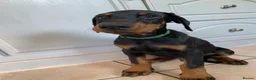 Dobermann dogs for sale: REDUCED TO £1200 1 boy left! 9 Doberman Puppies - Advert 7