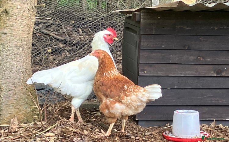 Chickens poultry - Advert 2