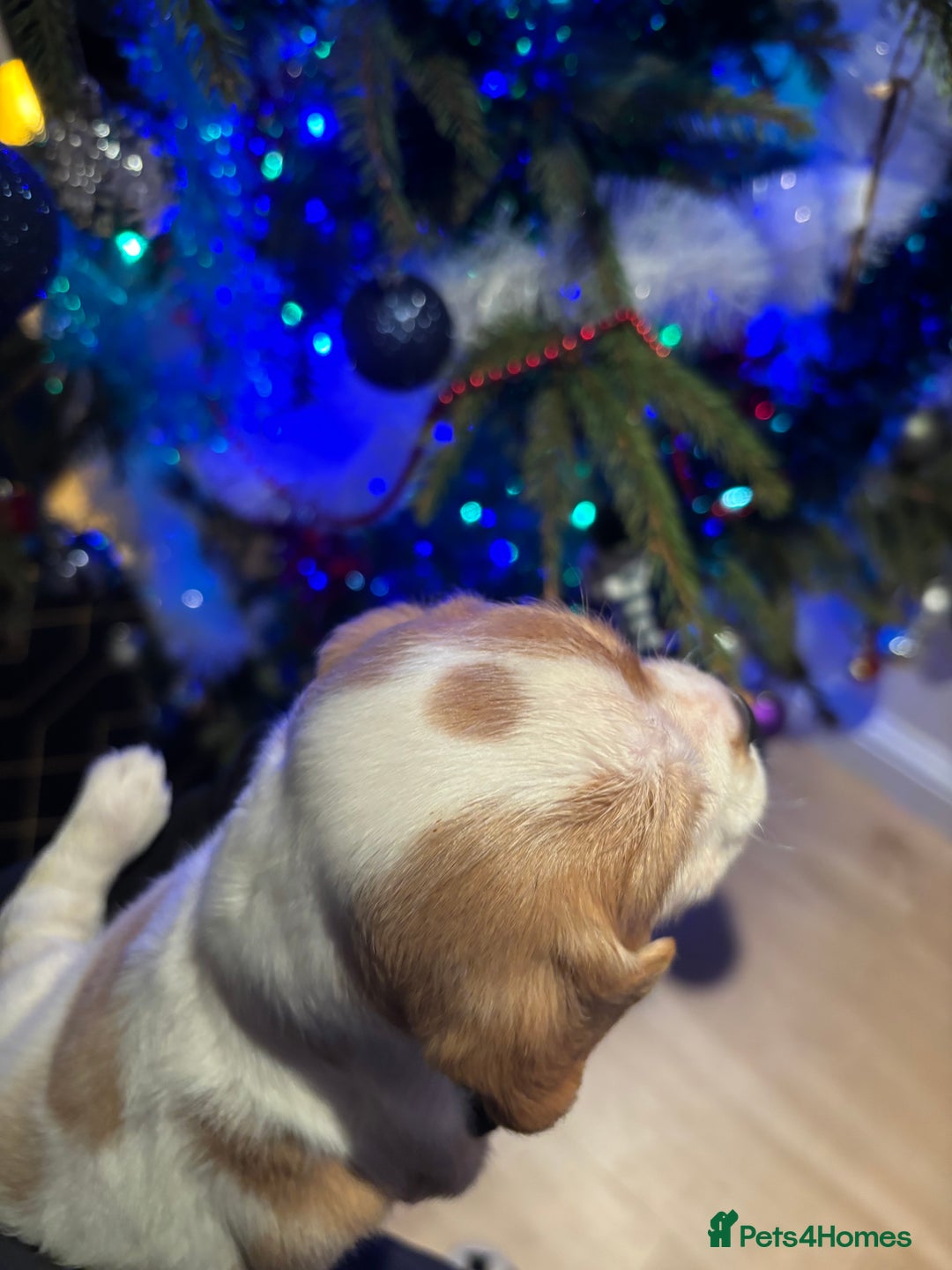 Mixed Breed dogs for sale: Cocker-Jack xCavalier King Charles Spaniel Puppies - Advert 19