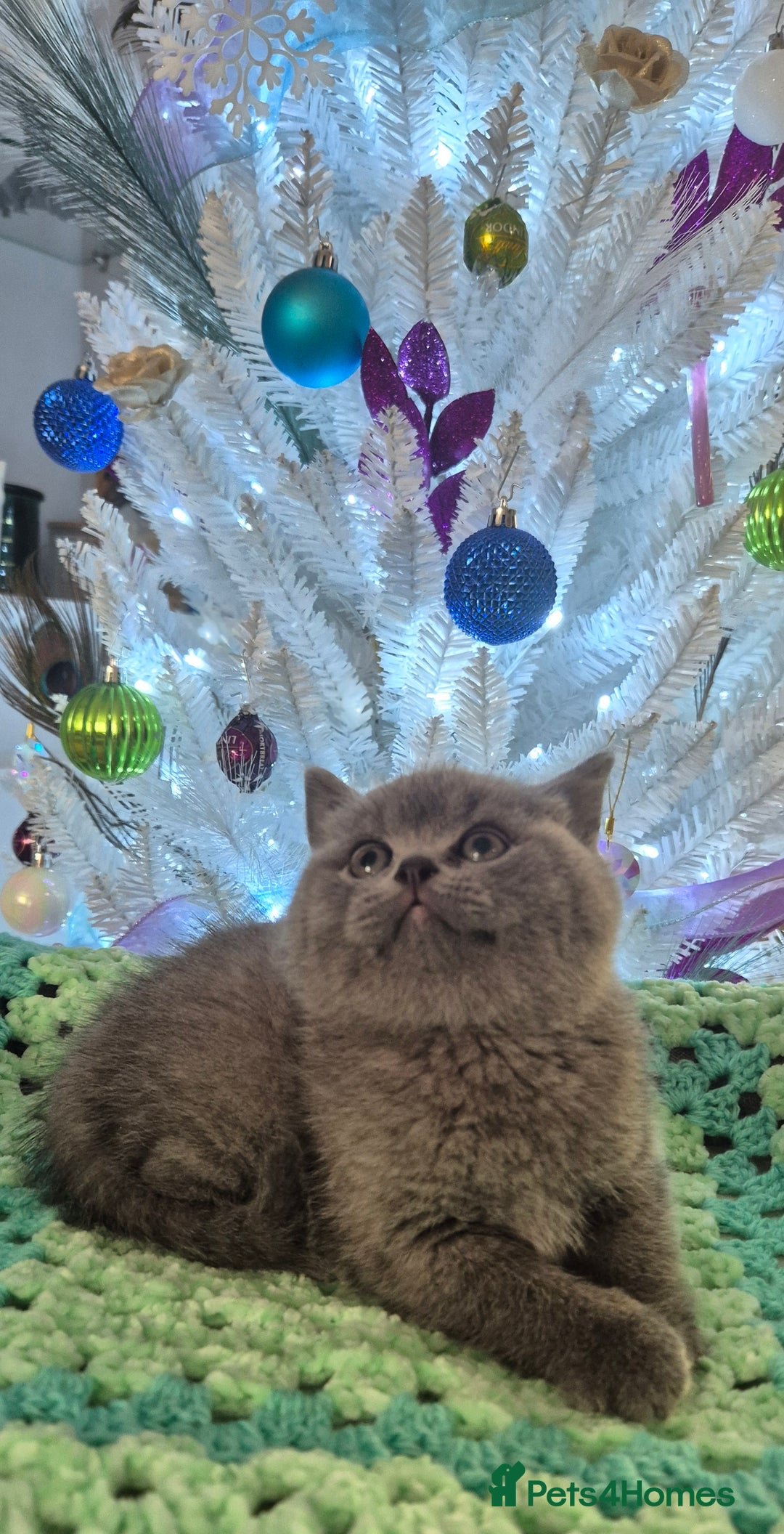 British Shorthair cats for sale: **Stunning TICA Registered Kittens** - Advert 17