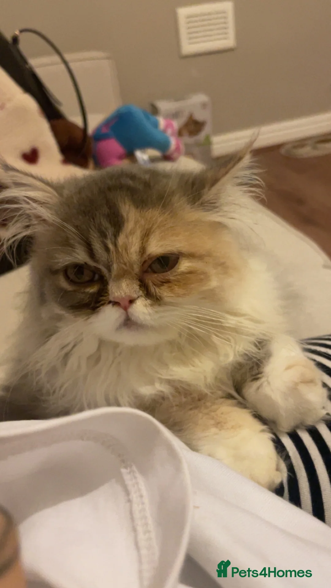 Persian cats for sale: Persian kitten  in Bootle - Advert 4
