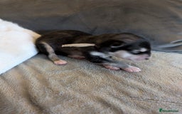 Alaskan Malamute dogs for sale: KC Alaskan malamute puppies champion lines - Image 34