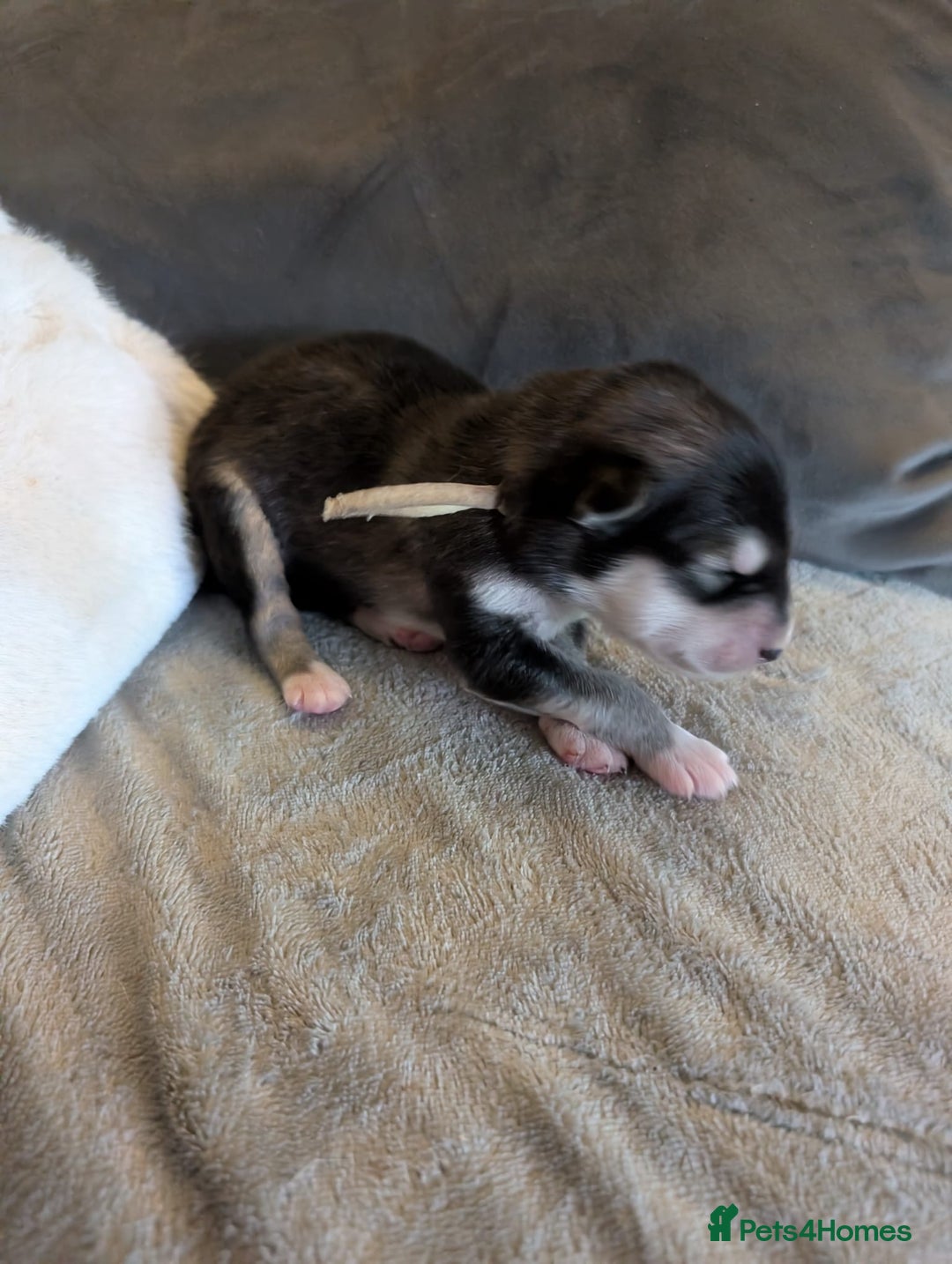 Alaskan Malamute dogs for sale: KC Alaskan malamute puppies champion lines - Image 34