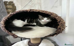 Mixed Breed cats for sale: Beautiful mixed breed looking for a new home  - Image 7