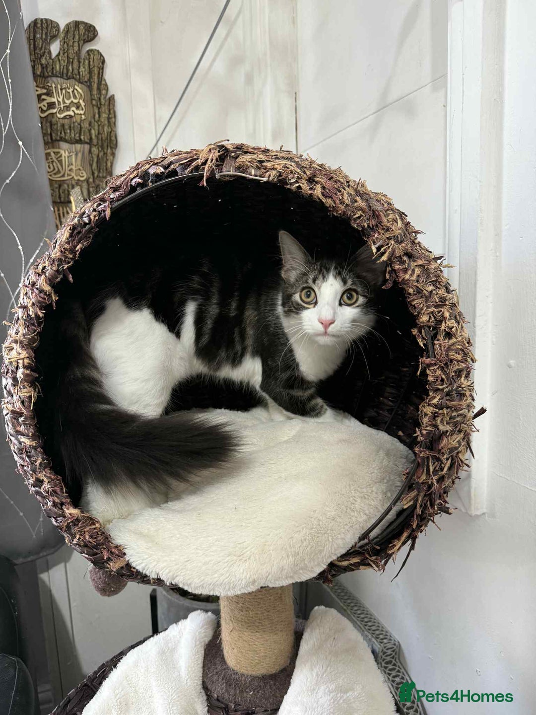 Mixed Breed cats for sale: Beautiful mixed breed looking for a new home  - Image 7
