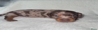 Miniature Dachshund 2