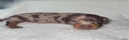 Miniature Dachshund dogs for sale: Miniature dashhound  - Advert 5