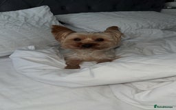 Yorkshire Terrier dogs for stud: Gorgeous Yorkshire terrier for stud  - Image 3