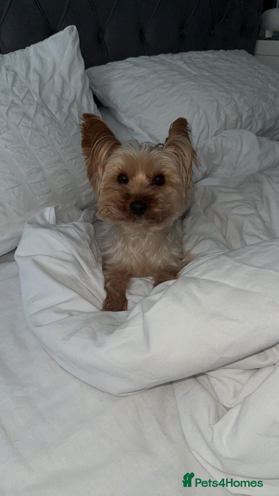 Yorkshire Terrier dogs for stud: Gorgeous Yorkshire terrier for stud  - Image 3