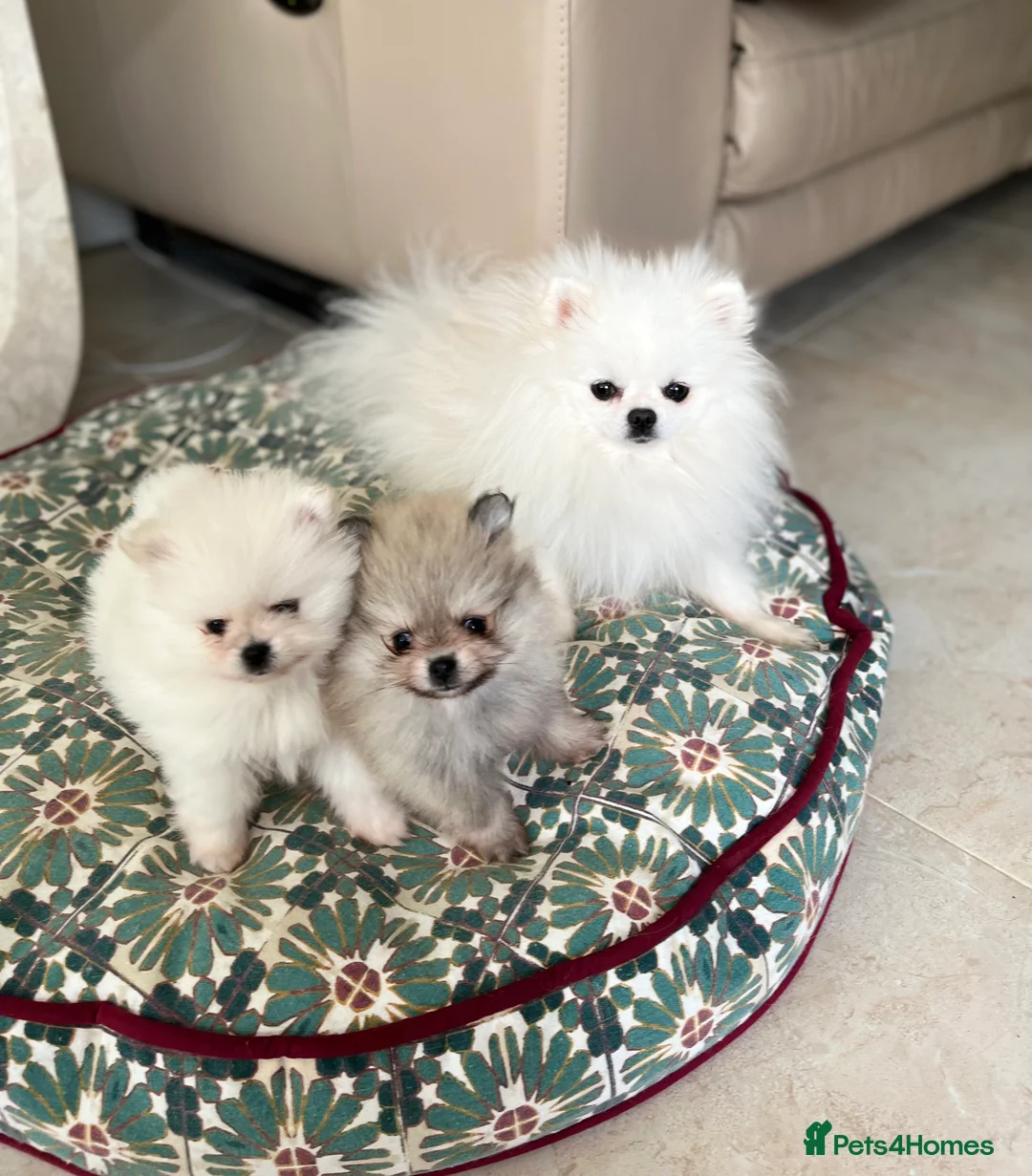Pomeranian dogs for stud:  🏆 Asian White🏆 Pom TINY - Advert 12