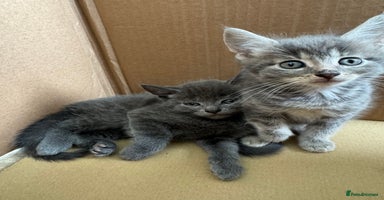 Mixed Breed cats - Advert 2