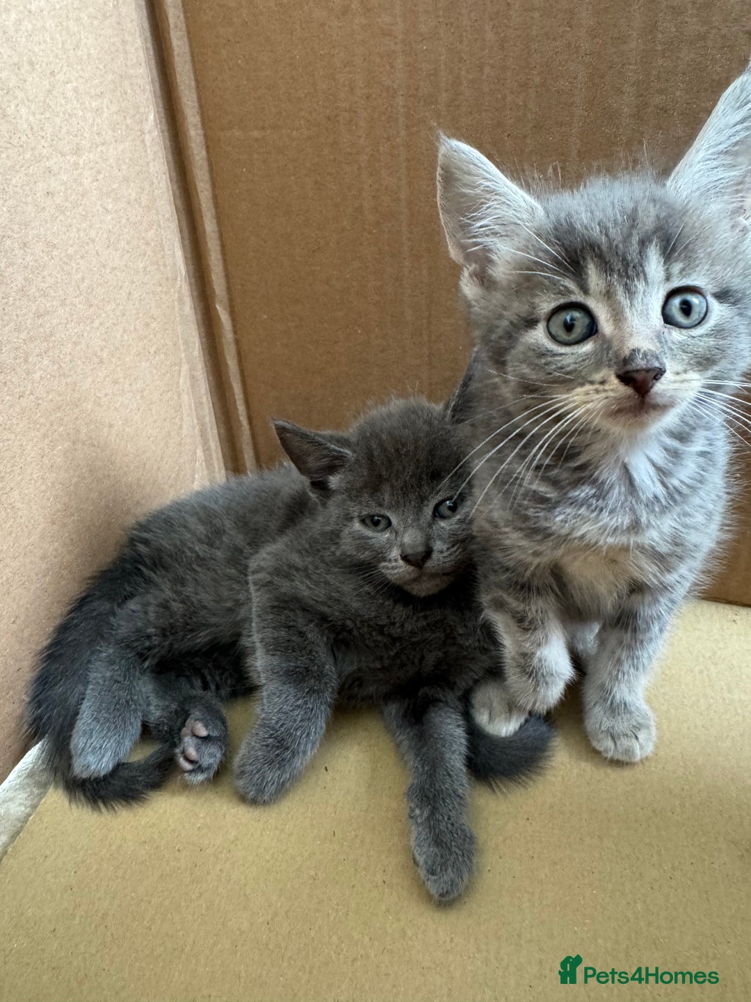 Mixed Breed cats for sale: 4 beautiful kittens left  - Image 3