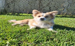 Mixed Breed dogs for adoption: Lilly for adoption - Image 1