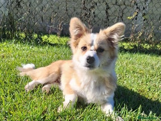 Mixed Breed dogs - Advert 1