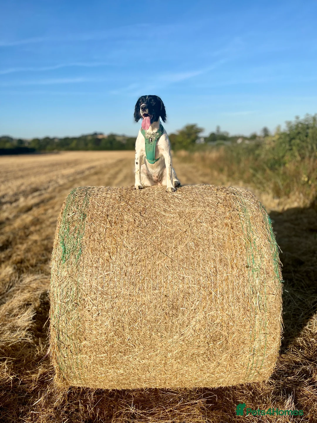 English Springer Spaniel dogs for sale: Gorgeous Working Springer Spaniel Pups! - Advert 23