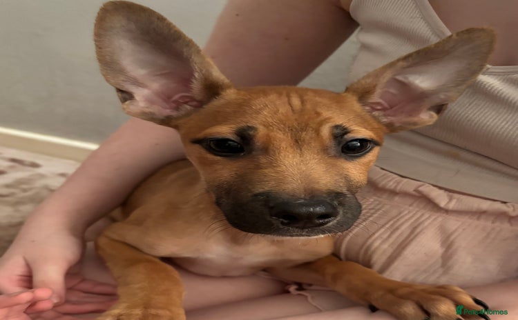 Mixed Breed dogs - Advert 1