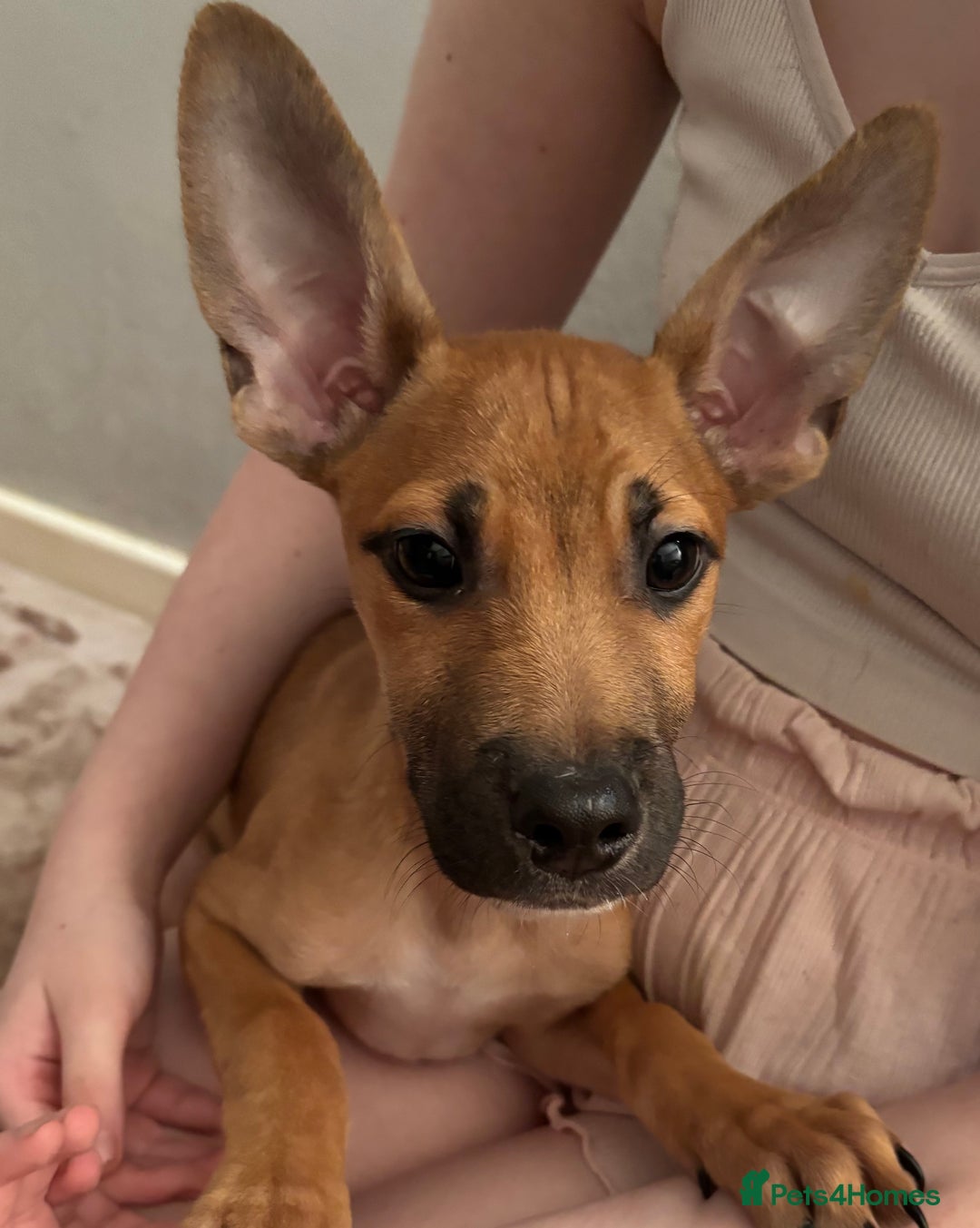 Mixed Breed dogs for sale: 3 puppies for sale - Image 1