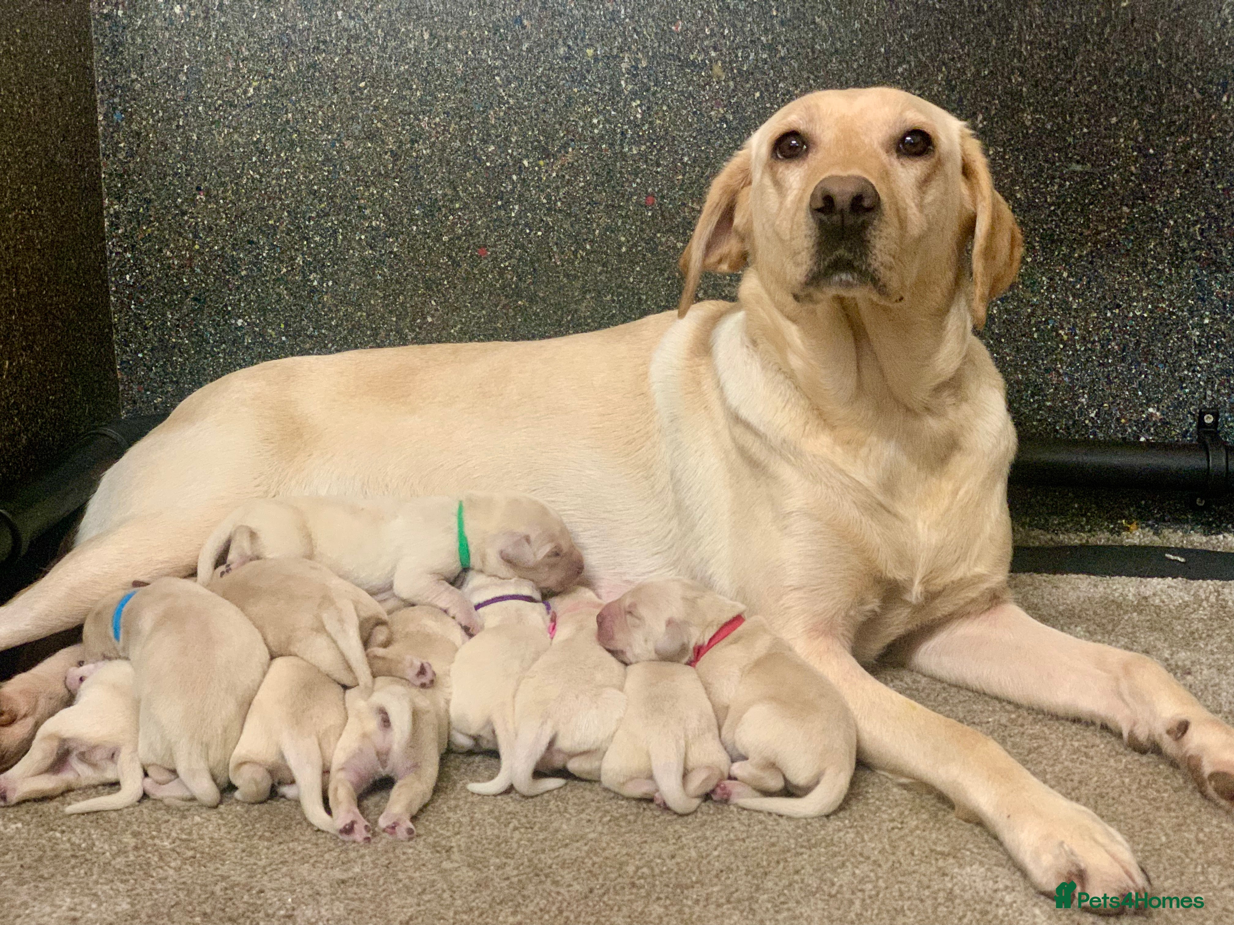 Labrador Retriever dogs KC registered yellow Labrador puppies - Advert 6