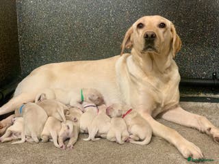 Labrador Retriever dogs KC registered yellow Labrador puppies - Advert 11