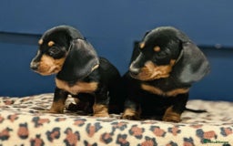 Miniature Dachshund dogs for sale: Short Haired Miniature Dachshunds - Image 3