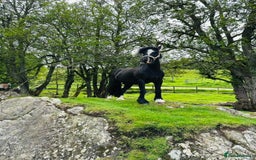 Welsh Section B horses for sale: Welsh pony for sale  - Image 1