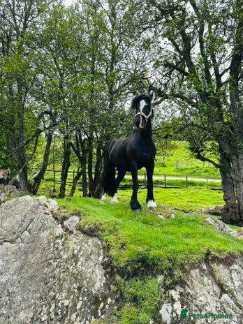 Welsh Section B horses - Advert 7