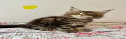 Maine Coon cats for sale: Full Maine Coon Kittens - Advert 10