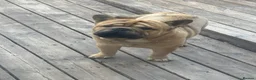 Mixed Breed dogs for sale: French-bulldog cross chow chow male  - Advert 9