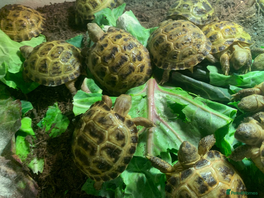 Tortoise reptiles for sale: Beautiful Baby Tortoises & Full Set Ups - Advert 3