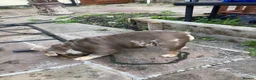 English Bulldog dogs for sale: Chocolate merly English mini bulldog  in Burnley - Advert 2