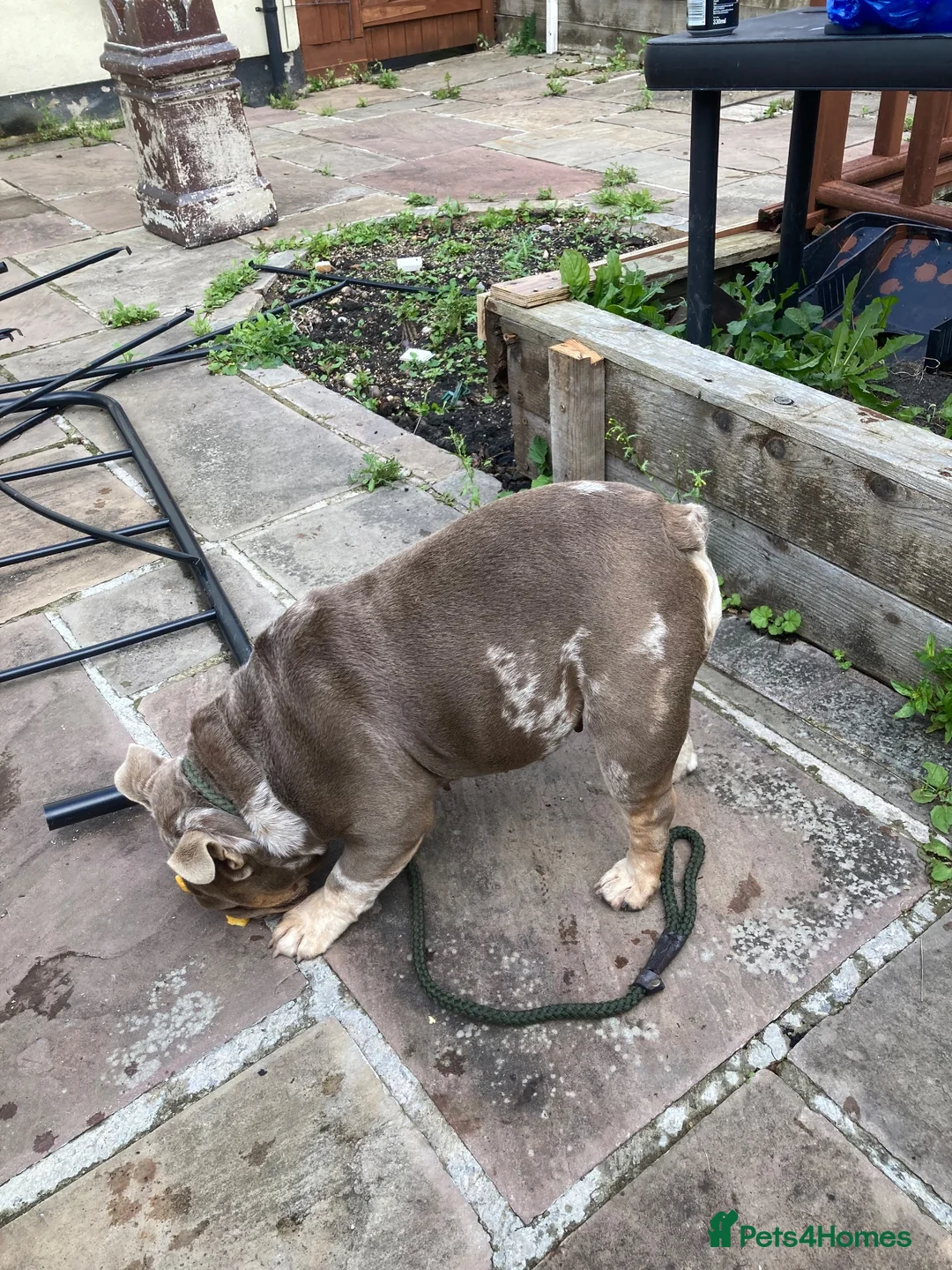 English Bulldog dogs for sale: Chocolate merly English mini bulldog  in Burnley - Advert 2